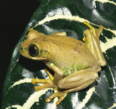 gtotem_frog