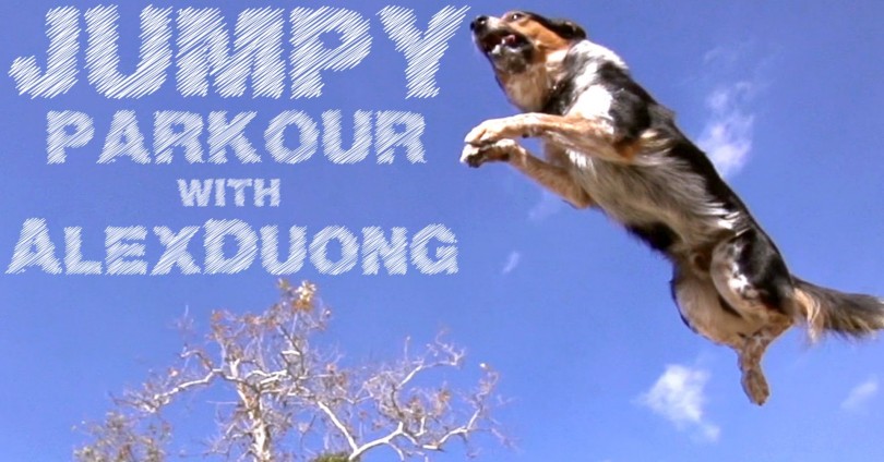 Позитивно за седмицата – Jumpy The Parkour Dog